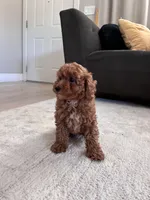 Brodi, a male Poodle - Toy  and Poodle - Miniature  for sale in Sacramento, CA – 2 of 3