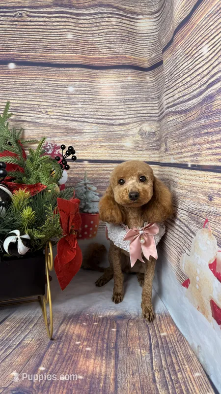 Luna – Poodle - Toy , Poodle - Miniature  puppy for sale in Sacramento, CA