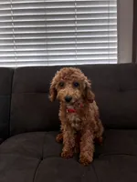 Lola, a female Poodle - Toy  and Poodle - Miniature  for sale in Sacramento, CA – 2 of 5