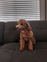 Lola, a female Poodle - Toy  and Poodle - Miniature  for sale in Sacramento, CA – 2 of 4