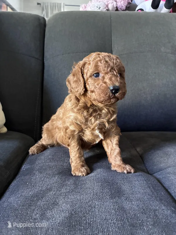 Dog 3 – Poodle - Toy , Poodle - Miniature  puppy for sale in Sacramento, CA
