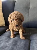 Dog 3, a male Poodle - Toy  and Poodle - Miniature  for sale in Sacramento, CA – Photo 2 of 3