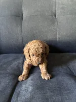 Dog 3, a male Poodle - Toy  and Poodle - Miniature  for sale in Sacramento, CA – Photo 3 of 3