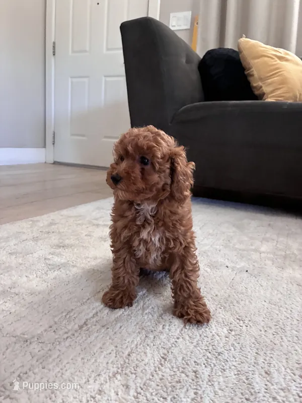 Dog 1  – Poodle - Toy , Poodle - Miniature  puppy for sale in Sacramento, CA
