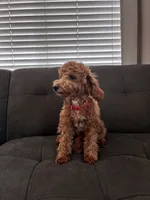Lola, a female Poodle - Toy  and Poodle - Miniature  for sale in Sacramento, CA – 4 of 5