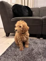 Cherry, a female Poodle - Toy  and Poodle - Miniature  for sale in Sacramento, CA – Photo 5 of 5