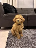 Cherry, a female Poodle - Toy  and Poodle - Miniature  for sale in Sacramento, CA – Photo 1 of 5