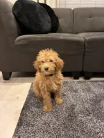 Cherry, a female Poodle - Toy  and Poodle - Miniature  for sale in Sacramento, CA – Photo 4 of 5