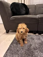 Cherry, a female Poodle - Toy  and Poodle - Miniature  for sale in Sacramento, CA – Photo 2 of 5