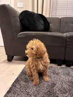 Cherry, a female Poodle - Toy  and Poodle - Miniature  for sale in Sacramento, CA – Photo 3 of 5