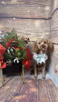 Teddy, a male Poodle - Toy  and Poodle - Miniature  for sale in Sacramento, CA – Photo 3 of 3