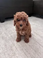 Lola, a female Poodle - Toy  and Poodle - Miniature  for sale in Sacramento, CA – 1 of 2
