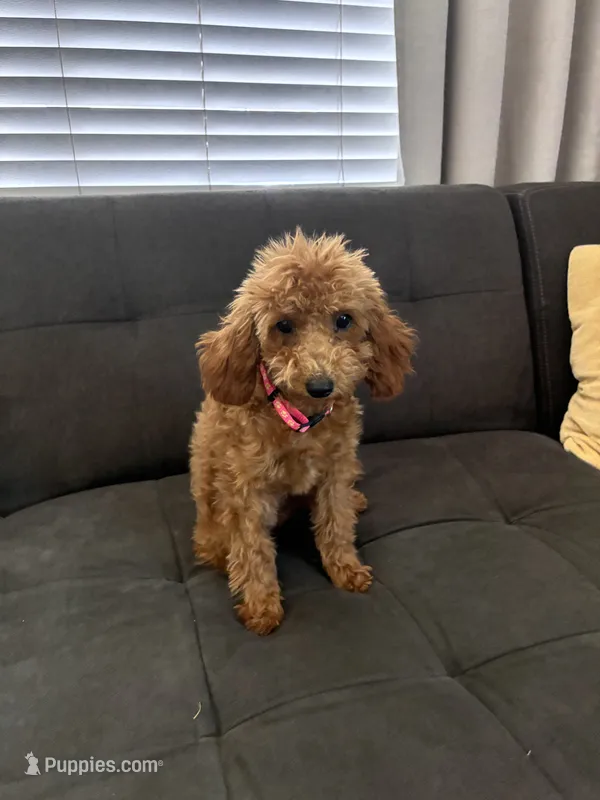 Lulu – Poodle - Toy , Poodle - Miniature  puppy for sale in Sacramento, CA