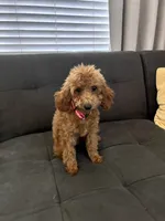 Lulu, a female Poodle - Toy  and Poodle - Miniature  for sale in Sacramento, CA – 1 of 3