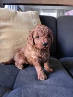 Dog 2, a female Poodle - Toy  and Poodle - Miniature  for sale in Sacramento, CA – Photo 2 of 3