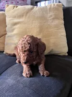 Dog 2, a female Poodle - Toy  and Poodle - Miniature  for sale in Sacramento, CA – Photo 1 of 3