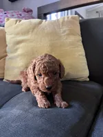 Dog 2, a female Poodle - Toy  and Poodle - Miniature  for sale in Sacramento, CA – Photo 3 of 3