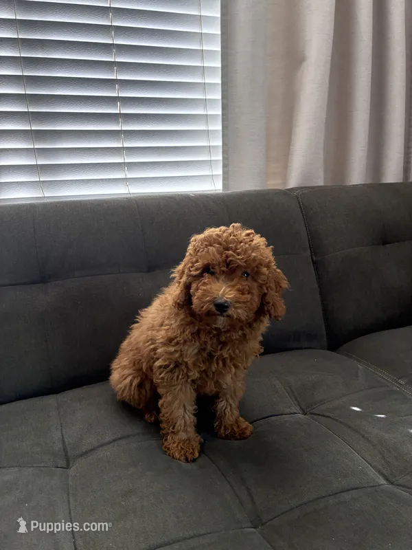 Troy – Poodle - Toy , Poodle - Miniature  puppy for sale in Sacramento, CA