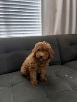 Troy, a male Poodle - Toy  and Poodle - Miniature  for sale in Sacramento, CA – 1 of 2