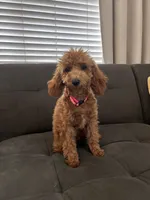 Lulu, a female Poodle - Toy  and Poodle - Miniature  for sale in Sacramento, CA – 2 of 3
