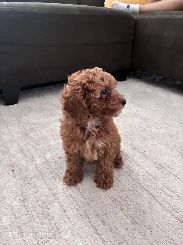 Dog 3 – Poodle - Toy , Poodle - Miniature  puppy for sale in Sacramento, CA