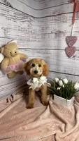 Lucy , a  Poodle - Toy  and Poodle - Miniature  for sale in Sacramento, CA – Photo 5 of 5