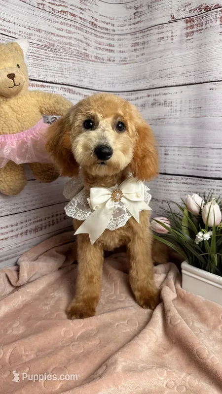 Lucy  – Poodle - Toy , Poodle - Miniature  puppy for sale in Sacramento, CA