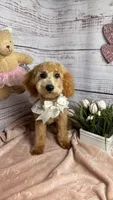Lucy , a  Poodle - Toy  and Poodle - Miniature  for sale in Sacramento, CA – Photo 3 of 5