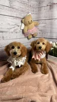 Lucy , a  Poodle - Toy  and Poodle - Miniature  for sale in Sacramento, CA – Photo 4 of 5
