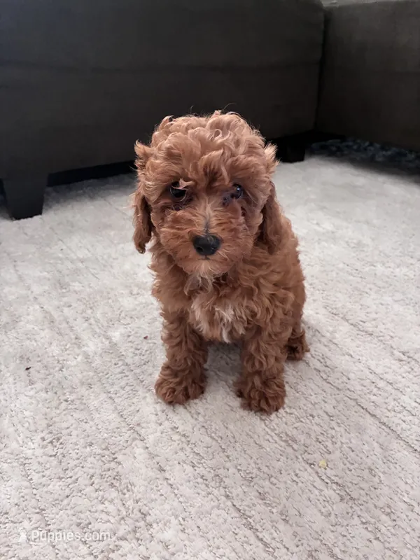 Dog 2 – Poodle - Toy , Poodle - Miniature  puppy for sale in Sacramento, CA