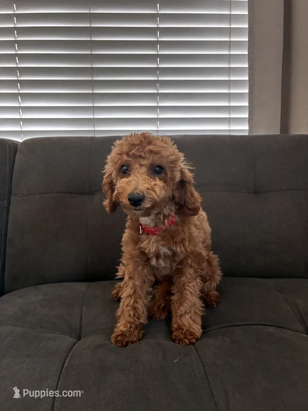 Lola – Poodle - Toy , Poodle - Miniature  puppy for sale in Sacramento, CA
