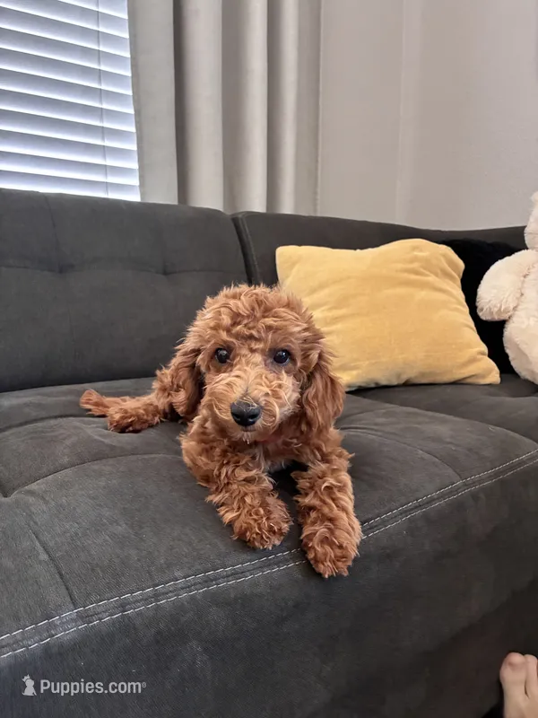 Cherry – Poodle - Toy , Poodle - Miniature  puppy for sale in Sacramento, CA