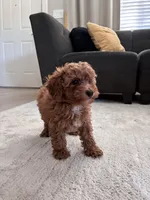 Brodi, a male Poodle - Toy  and Poodle - Miniature  for sale in Sacramento, CA – 3 of 3