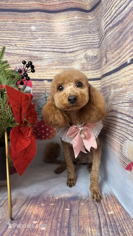 Mini – Poodle - Toy , Poodle - Miniature  puppy for sale in Sacramento, CA