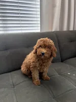 Troy, a male Poodle - Toy  and Poodle - Miniature  for sale in Sacramento, CA – 2 of 2