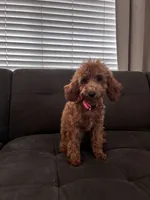 Lulu, a female Poodle - Toy  and Poodle - Miniature  for sale in Sacramento, CA – 3 of 5
