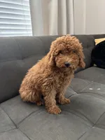 Rex , a male Poodle - Miniature  and Poodle - Standard  for sale in Sacramento, CA – 3 of 3