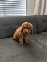 Cookie, a female Poodle - Toy  and Poodle - Miniature  for sale in Sacramento, CA – 3 of 3