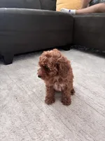 Lulu, a female Poodle - Toy  and Poodle - Miniature  for sale in Sacramento, CA – 3 of 3