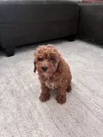 Lulu, a female Poodle - Toy  and Poodle - Miniature  for sale in Sacramento, CA – 2 of 3