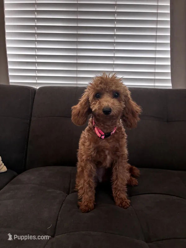 Lulu – Poodle - Miniature , Poodle - Standard  puppy for sale in Sacramento, CA