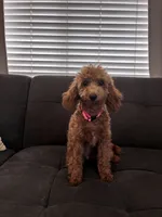 Lulu, a female Poodle - Miniature  and Poodle - Standard  for sale in Sacramento, CA – 1 of 3