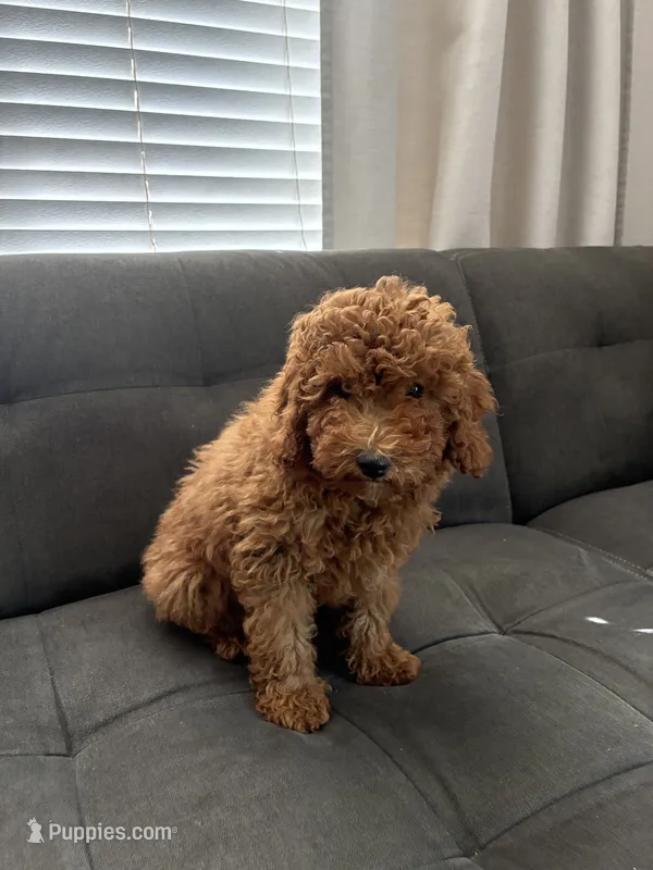Rex  – Poodle - Miniature , Poodle - Standard  puppy for sale in Sacramento, CA
