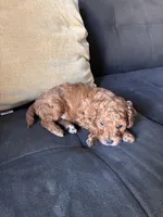 Dog 1 , a male Poodle - Toy  and Poodle - Miniature  for sale in Sacramento, CA – Photo 2 of 3