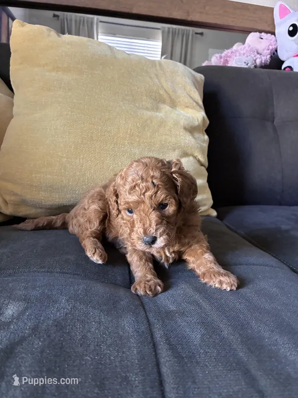 Dog 1  – Poodle - Toy , Poodle - Miniature  puppy for sale in Sacramento, CA