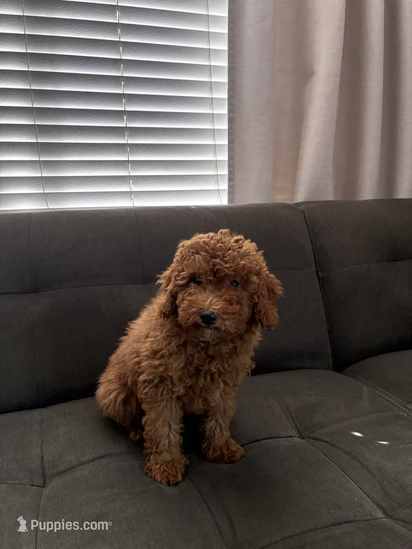 Cookie – Poodle - Toy , Poodle - Miniature  puppy for sale in Sacramento, CA