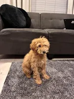 Fancy, a female Poodle - Toy  and Poodle - Miniature  for sale in Sacramento, CA – Photo 4 of 4