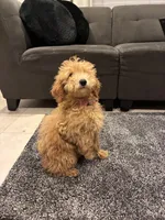 Fancy, a female Poodle - Toy  and Poodle - Miniature  for sale in Sacramento, CA – Photo 3 of 4