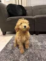 Fancy, a female Poodle - Toy  and Poodle - Miniature  for sale in Sacramento, CA – Photo 2 of 4