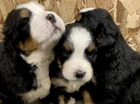 AKC Bernese mountain dog, a male Bernese Mountain Dog for sale in Yacolt, WA – 2 of 7